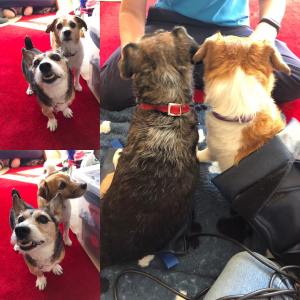 60343437_841031459615040_3664529190016778240_o